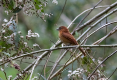 Pachyramphus cinnamomeus