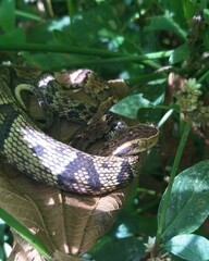 Bothrops jararaca