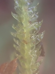 Plagiothecium undulatum