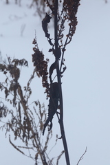 Rumex aquaticus