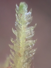 Plagiothecium undulatum