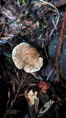 Jahnoporus hirtus