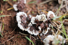 Thelephora terrestris