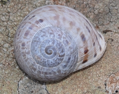 Iberus alonensis