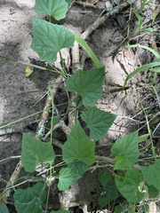 Zehneria scabra