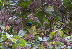 Dacnis venusta