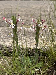 Zaluzianskya microsiphon
