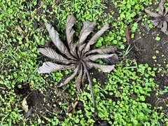 Cecropia obtusifolia