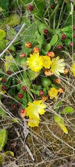 Opuntia monacantha