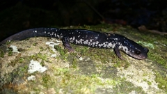 Plethodon glutinosus