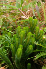 Phlegmariurus sieberianus