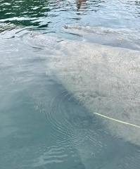 Trichechus