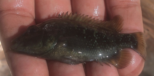 Barton's cichlid (Nosferatu bartoni) — Cichlidae — 2