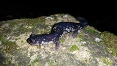 Plethodon glutinosus