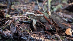 Jahnoporus hirtus