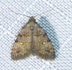 Bellulia