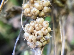 Cuscuta