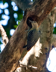 Melanerpes hoffmannii