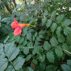 Campsis