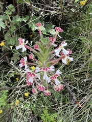Zaluzianskya microsiphon