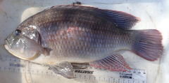 Pink Bream photo 3