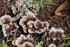 Thelephora terrestris