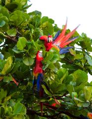 Ara macao cyanopterus