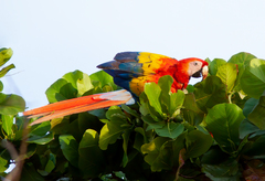 Ara macao cyanopterus