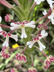 Zaluzianskya microsiphon