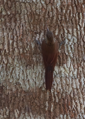 Lepidocolaptes souleyetii