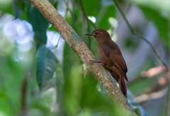 Dendrocincla fuliginosa