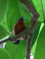 Microrhopias quixensis