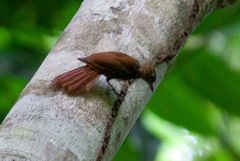 Dendrocincla fuliginosa