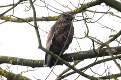 Buteo buteo
