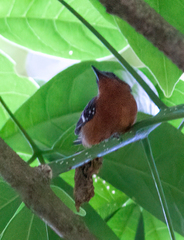 Microrhopias quixensis