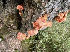 Laetiporus montanus