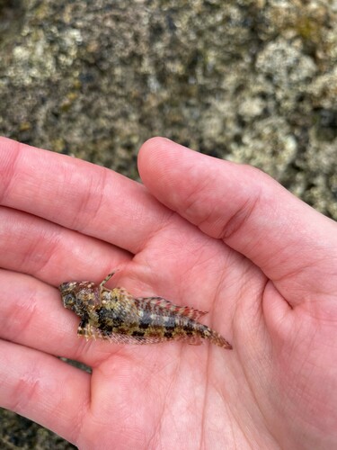 Puffcheek blenny (Gobioclinus bucciferus) — Labrisomidae — 3