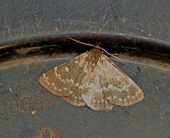 Polypogon gigantalis