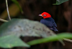 Ceratopipra mentalis