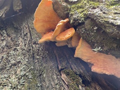 Laetiporus montanus