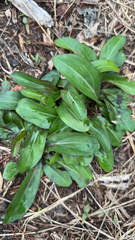 Carphephorus odoratissimus