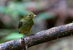 Lepidothrix velutina