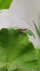 Naupactus xanthographus