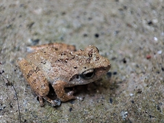 Pseudophilautus wynaadensis