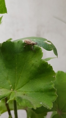 Naupactus xanthographus