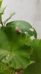 Naupactus xanthographus