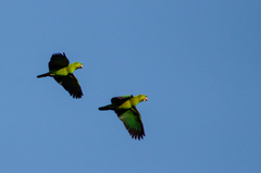 Amazona auropalliata