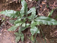 Tectaria harlandii