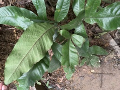 Tectaria harlandii
