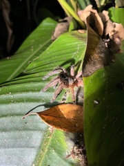 Ephebopus cyanognathus